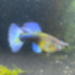 Dumbo Santa betta with large pectoral fins and striking blue coloration swimming in a freshwater aquarium | Prestige
