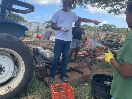 Abundance in Ay Ay: Value Added Opportunities for St. Croix Farmers