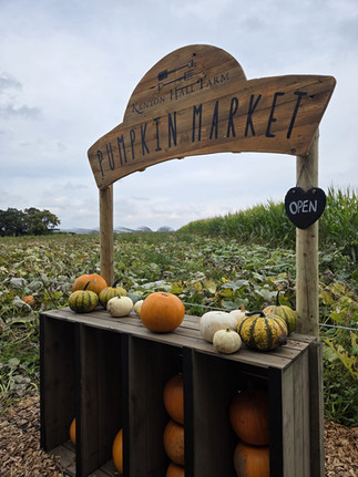 Pumpkin Picking and Photo Ops