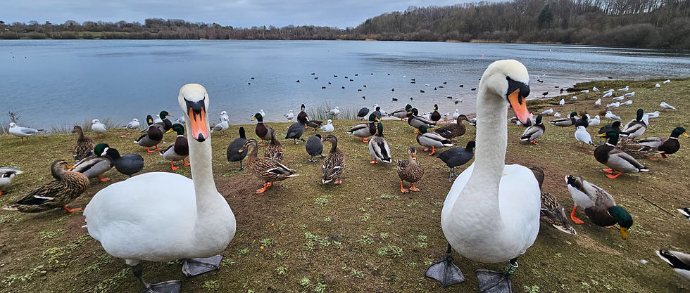 Astbury Mere Country Park