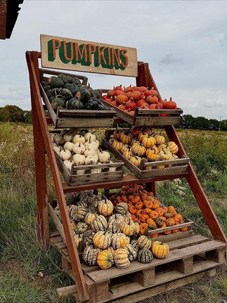 Pumpkin Patch at Bates Farm