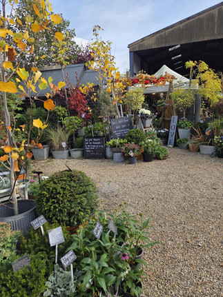 Lou's Cottage Garden Shack