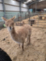 Folly Farm Adventure Park & Zoo - Tenby 