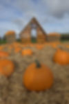 Pumpkin Patch at The Creepy Cow Shed 