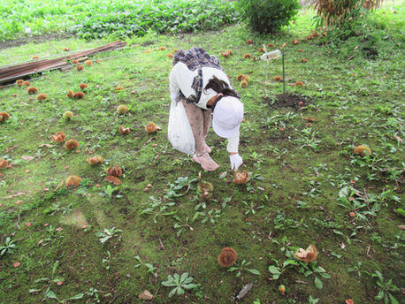 栗拾いに行きました(あおぞら学級)