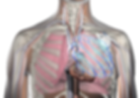 OptiVol_ChestCutAway-2 (1).png