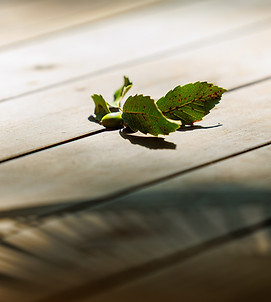 Villa Classi Karu 250909_030_edited.jpg