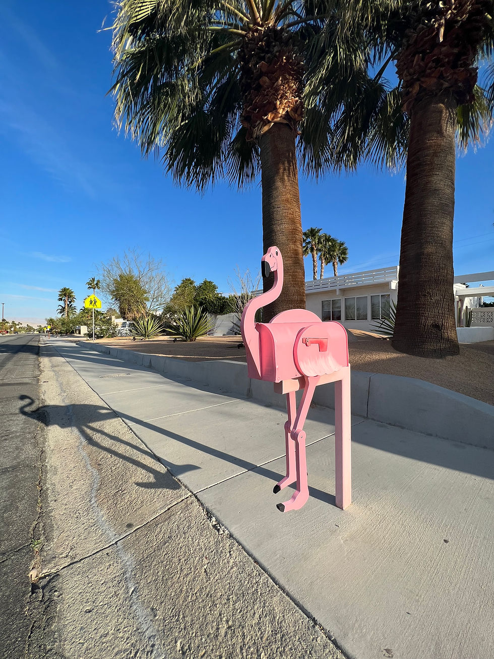 Pink flamingo mailbox beside palm trees on a Palm Springs street, mid-century modern neighbourhood