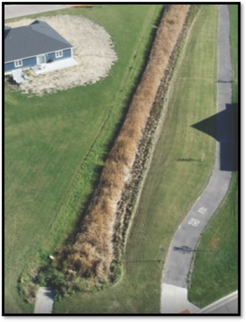 Cattails and weeds in waterway by homes