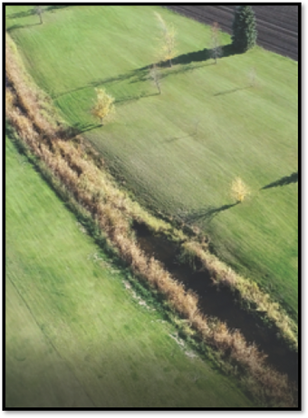 Weeds in waterway within the golf course
