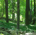 woods
