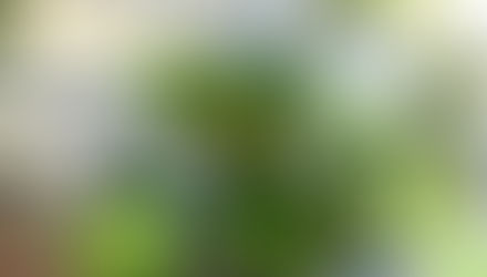 cassisの成長記録1