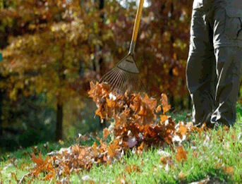 Garden Clearance London