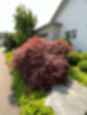 Bepflanzung und Unterhalt Schnelli Gartenbau Sommeri