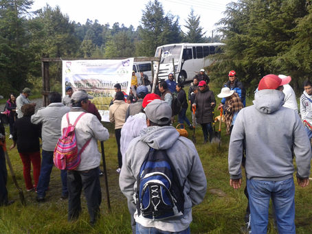 Primera Reforestación