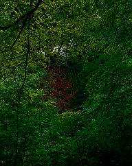 IMG_2699 2.jpg