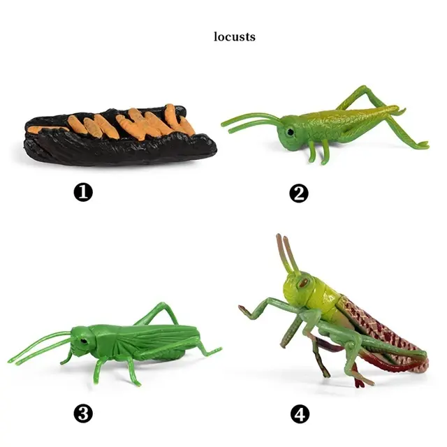 Thumbnail: Montessori Simulation Life Animal Life Cycle Models Action Figures Frog Chicken