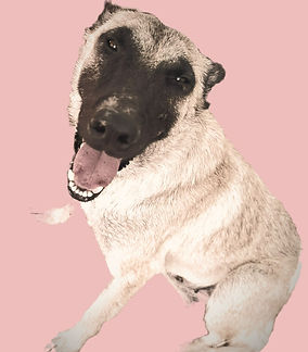 Kira subir_edited_edited_edited_edited.j