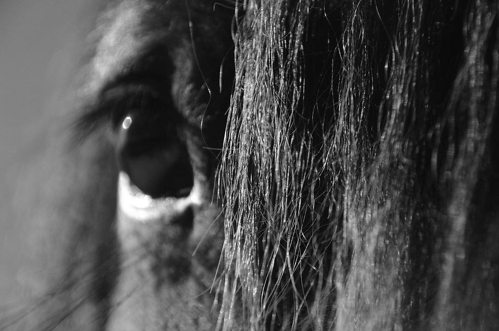 Horse.jpg