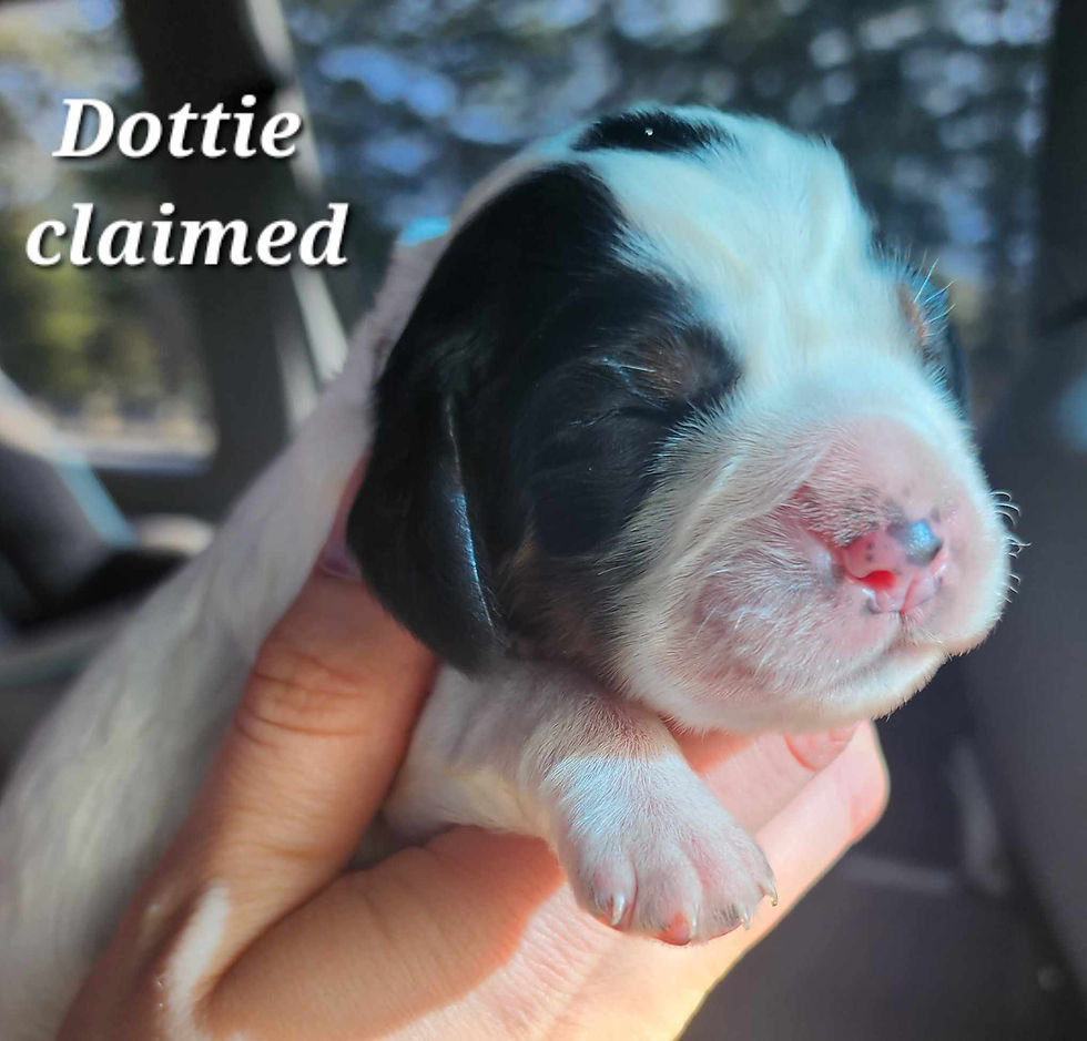 Dottie