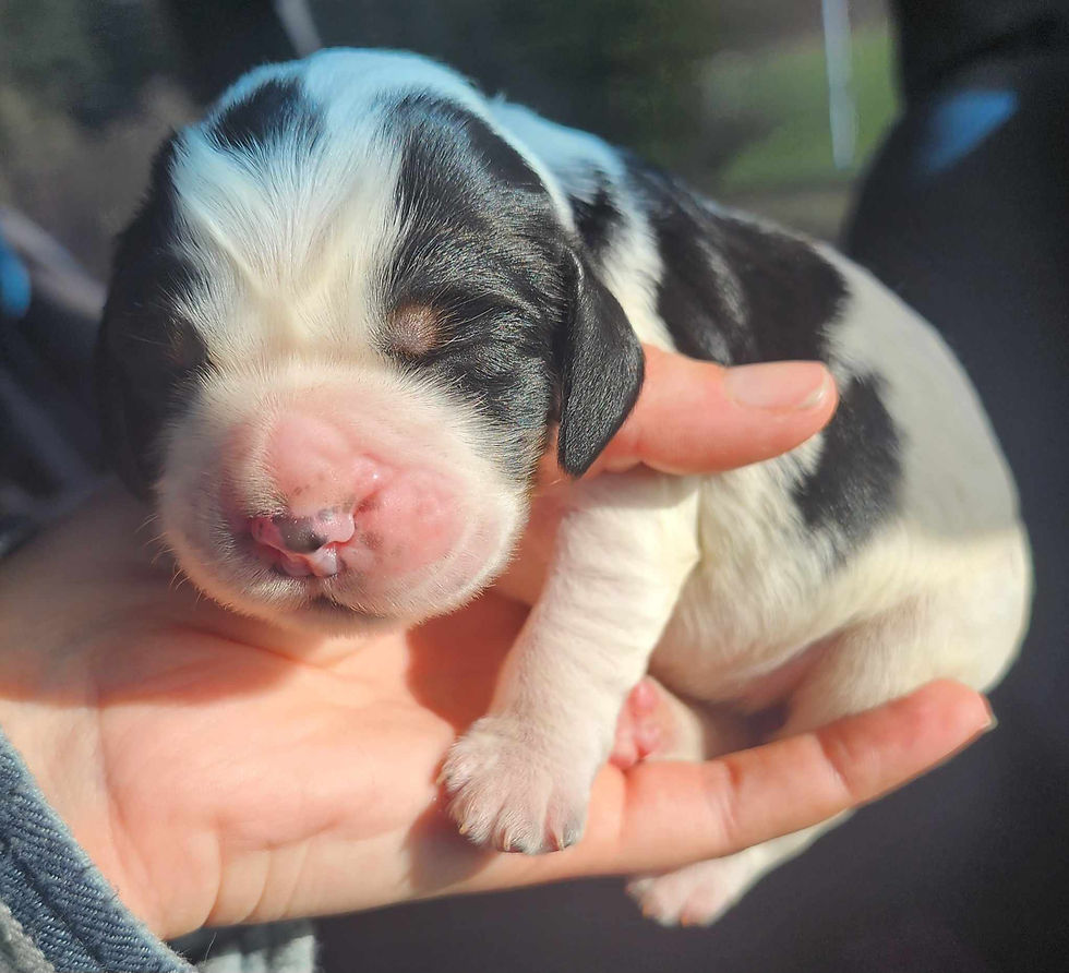 Dottie 1