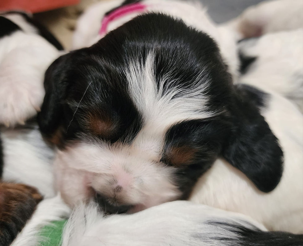 two weeks 1