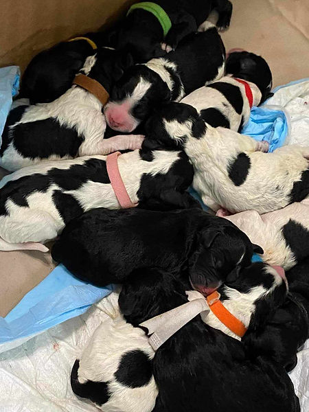 Sir Hunters first litter!