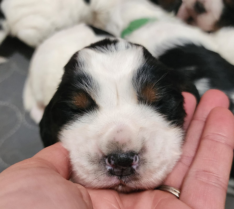 two weeks 1