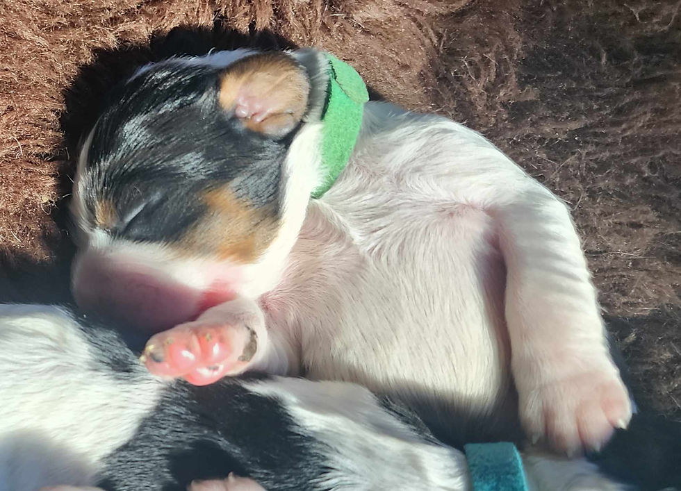 Cooper