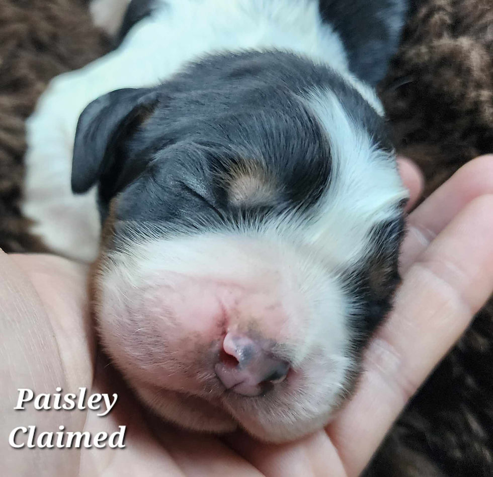Paisley