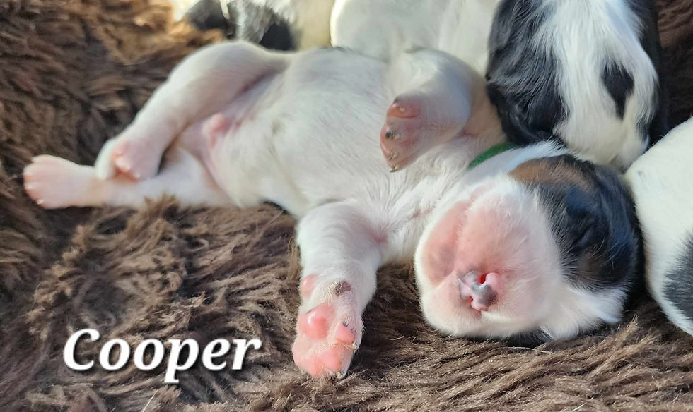 Cooper 1