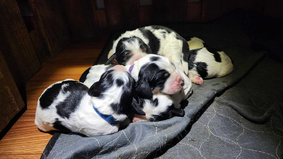 pups sleeping