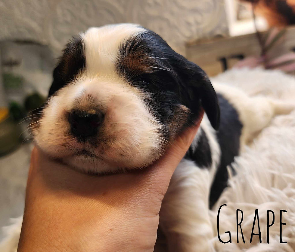 two weeks 1