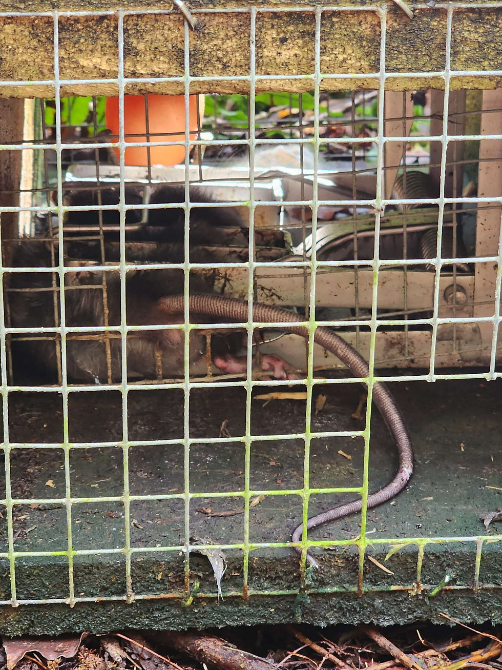 Humane DOC 200 Stoat Trap