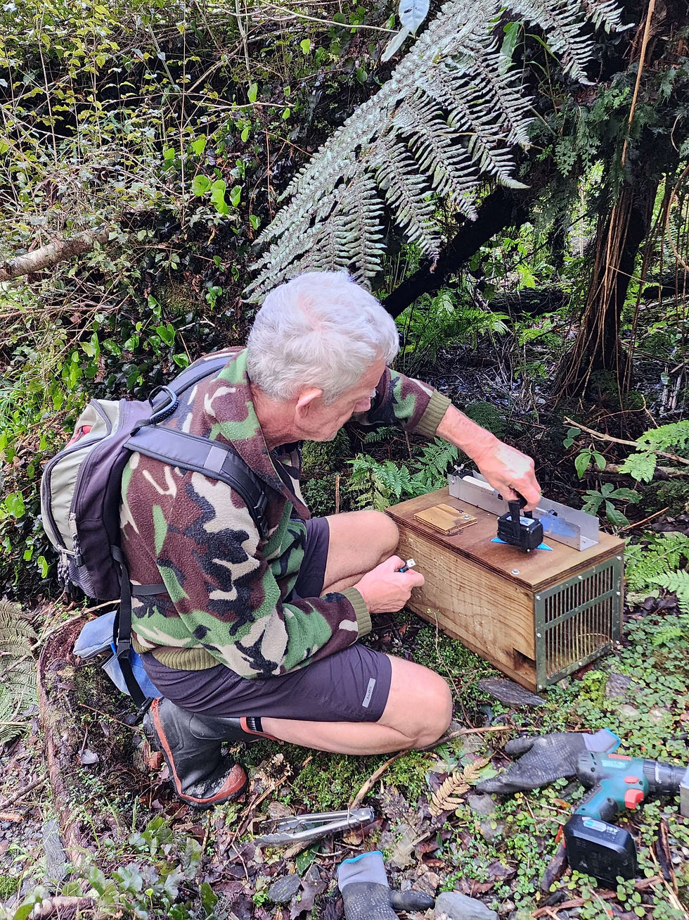 A Conservationist Setting A Rat And Stoat Trap In South Westland West Coast
