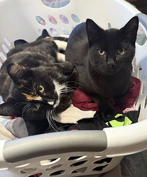 Maisey and Maison.jpg