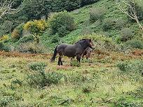 IMG_8966.JPG