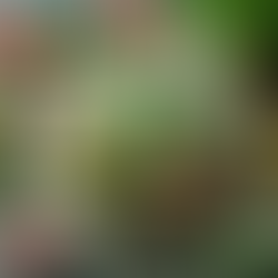 dětská svačina vzhled želva