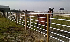 livestock.jfif