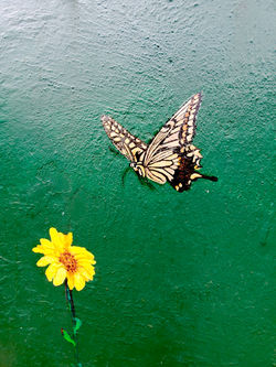 Monarch