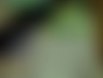 a picture of packets of seeds in a cardboard box