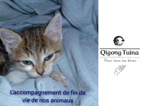 L'accompagnement de fin de vie de nos animaux