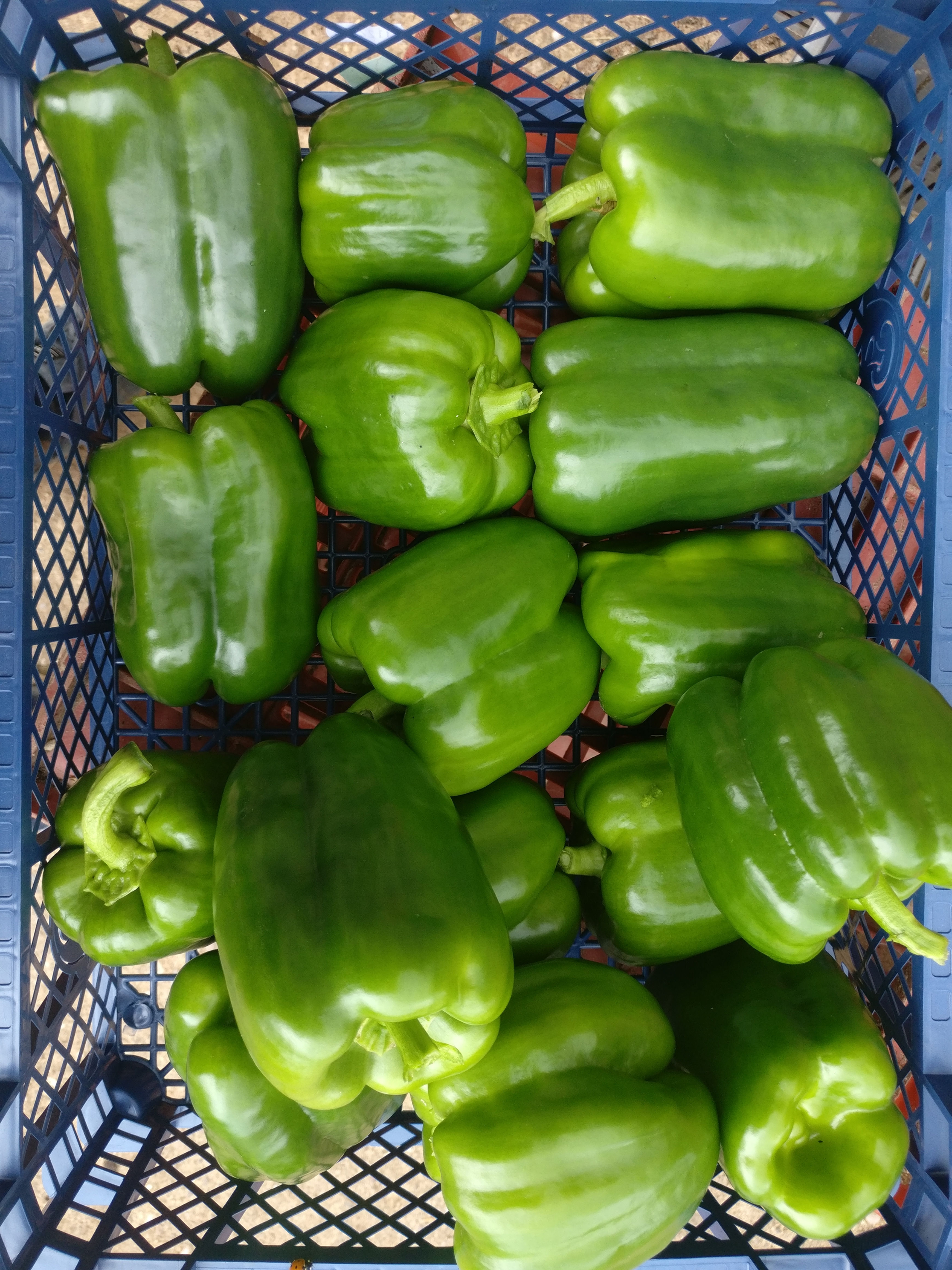 Green Pepper(each)