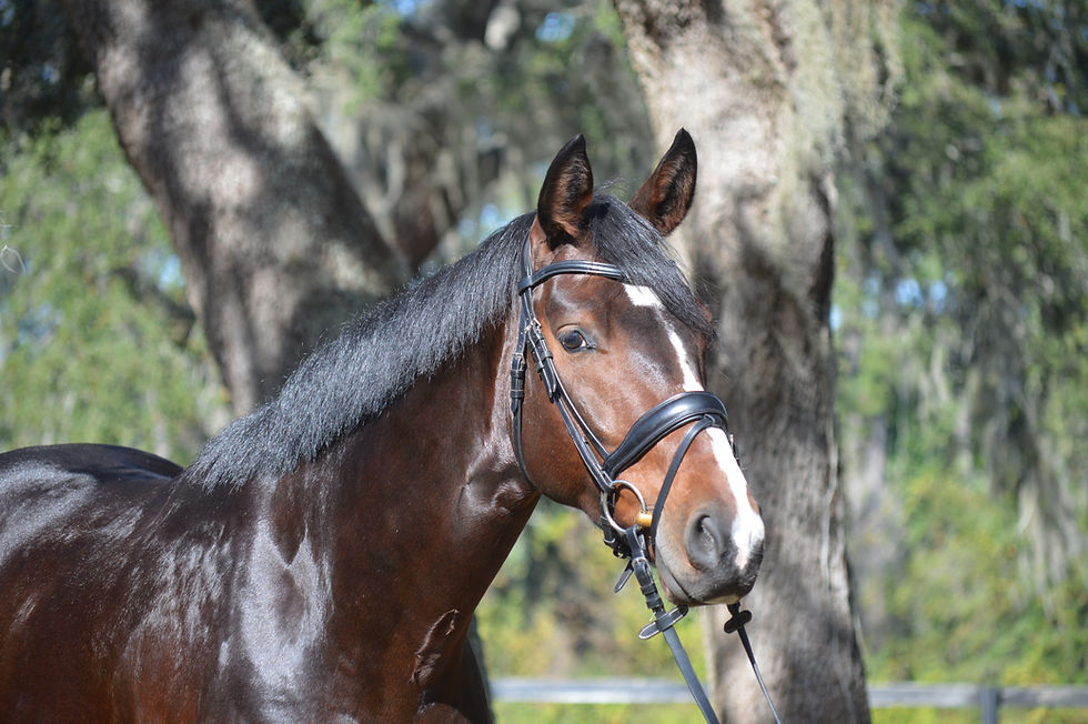 FEI Prospect for sale in Florida