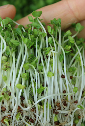 broccoli-seeds-sprouting-benefits.jpg
