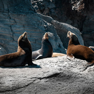 Sea Lions Sea of Cortez Baja California
