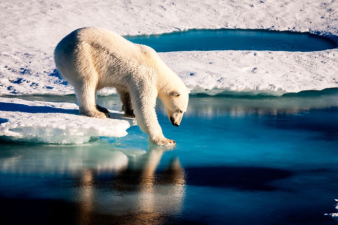 Polar bear, expedition travel, wildlife