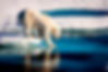 Polar bear, expedition travel, wildlife