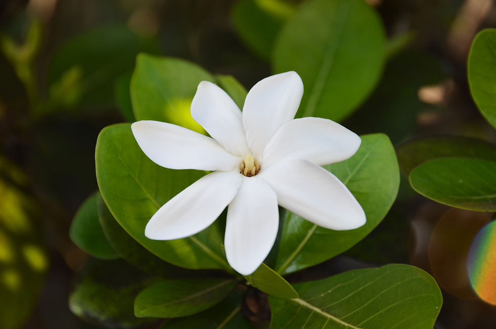 Enjoy the beauty of Tahitian tiare on a luxury small-ship cruise in French Polynesia.