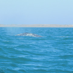 gray whales in Baja California